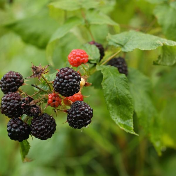 Jewel Raspberry image