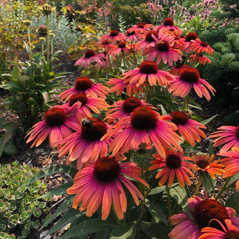 Artisan Soft Orange Coneflower image