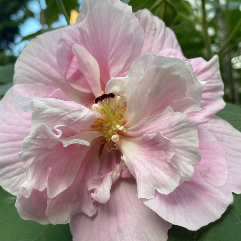 French Cabaret Blush Hibiscus image