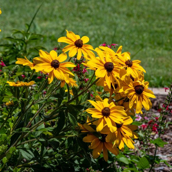 Artisan Yellow Ombre Coneflower image