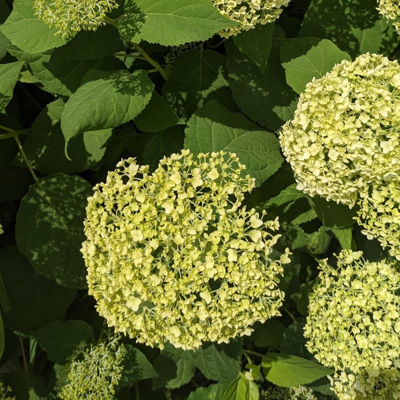 Grin and Tonic Hydrangea image