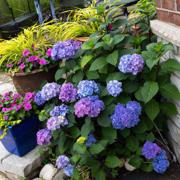 Let's Dance Sky View Hydrangea image