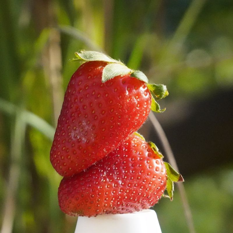 Ozark Beauty Everbearing Strawberry Plant image