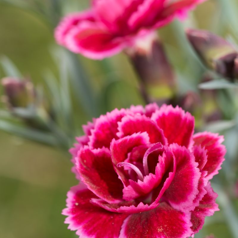 Dianthus Cherry Vanilla image