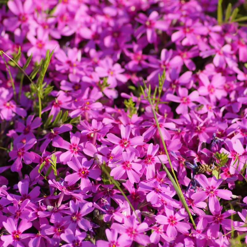 Phlox Emerald Pink image