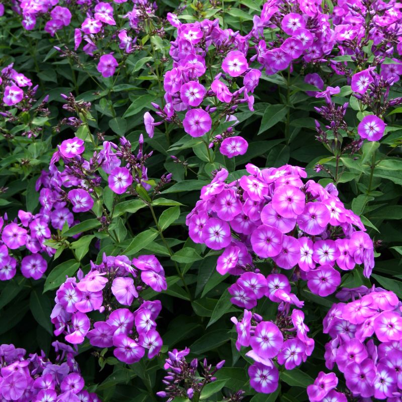 Flame Pro Purple Garden Phlox image
