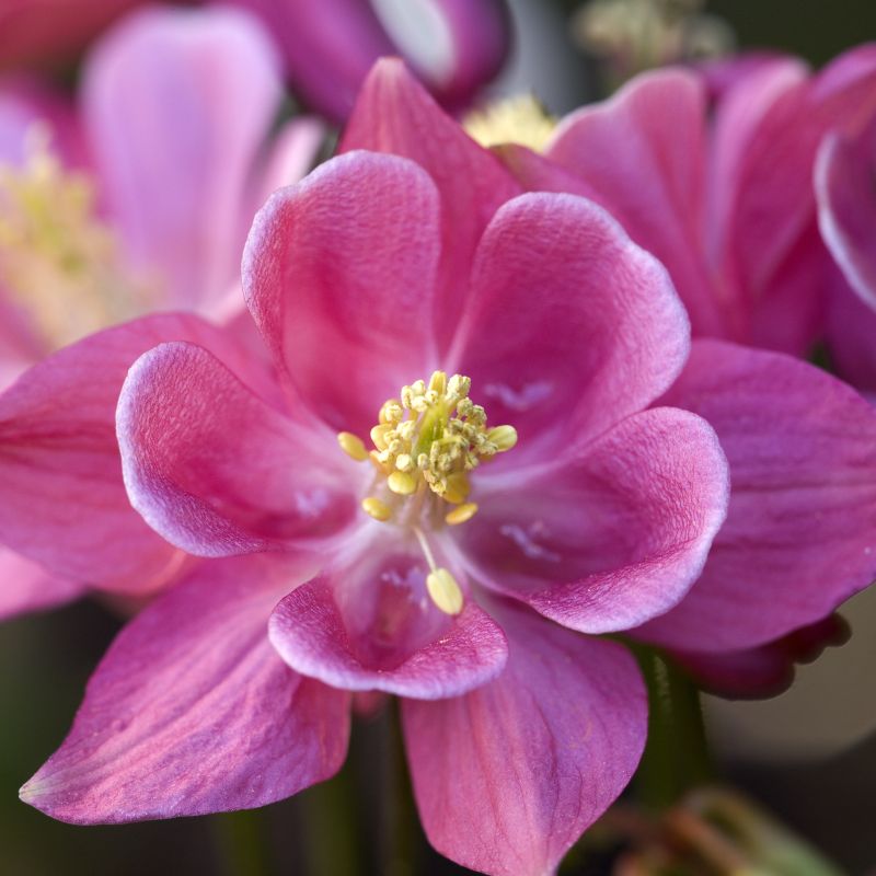 Winky Rose and Rose Columbine image
