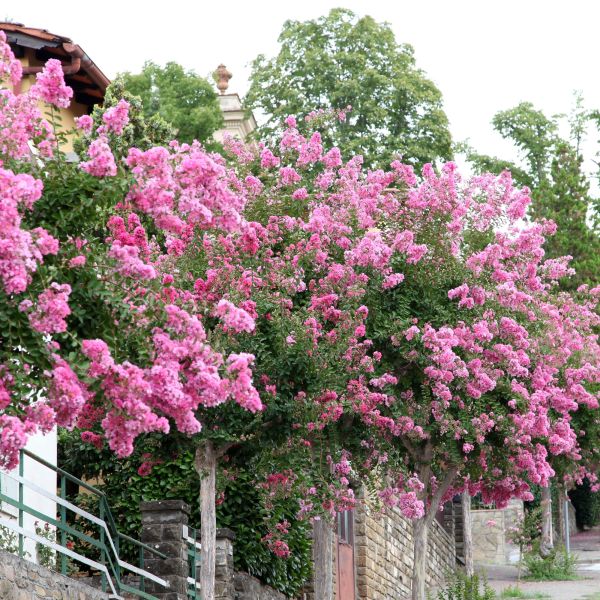 Black Diamond Shell Pink Crape Myrtle - Striking & Unique