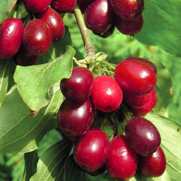 Utah Giant Cherry Tree (Prunus avium 'Utah Giant') Shrubhub