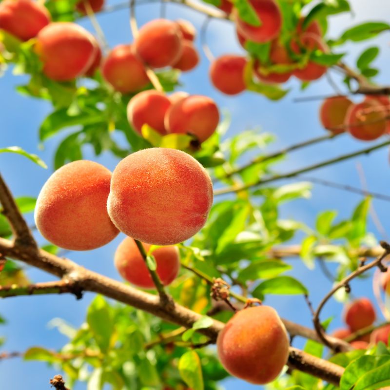 Babcock Peach Tree image