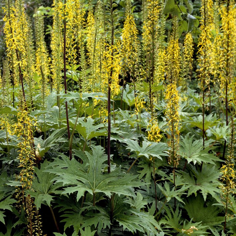Bottle Rocket Leopard Plant image