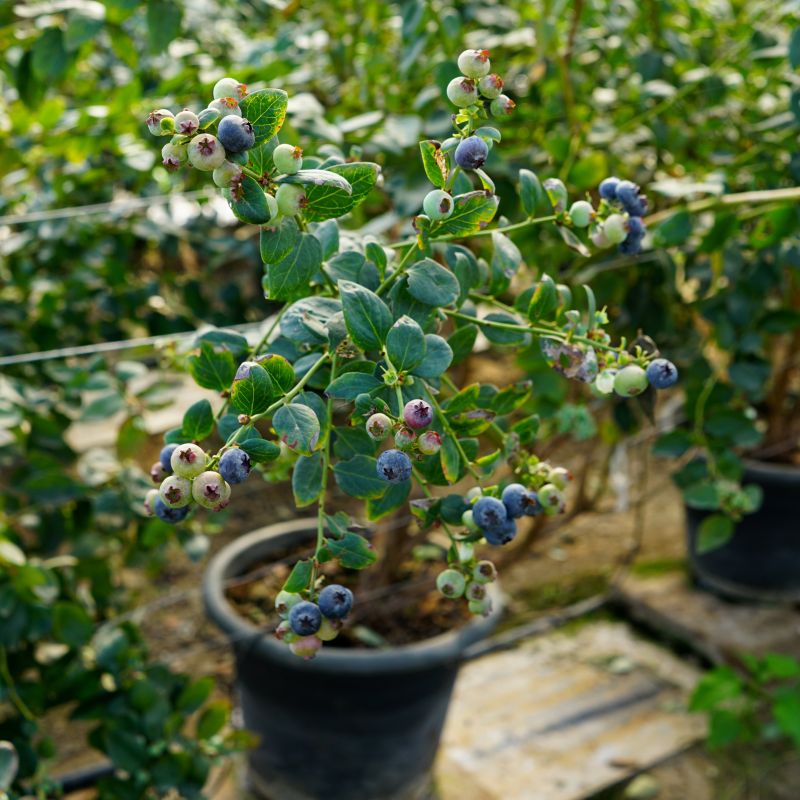 Mini Blues Blueberry image
