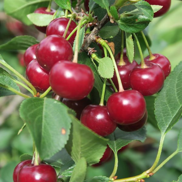 Utah Giant Cherry Tree (Prunus avium 'Utah Giant') Shrubhub