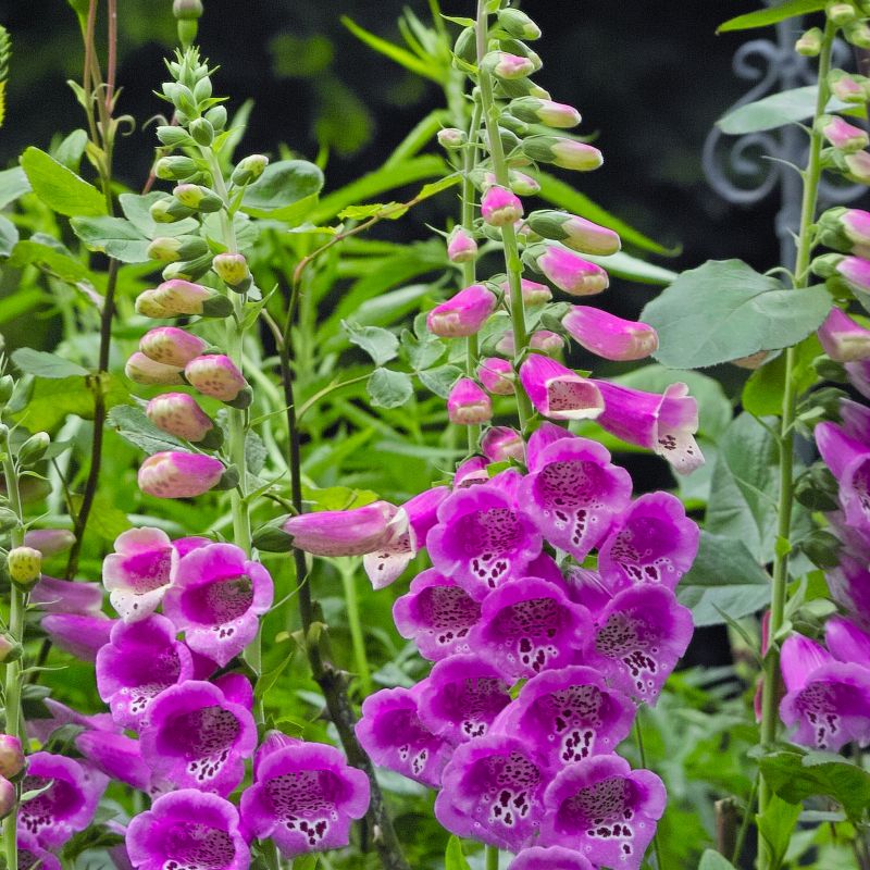 Camelot Rose Foxglove image