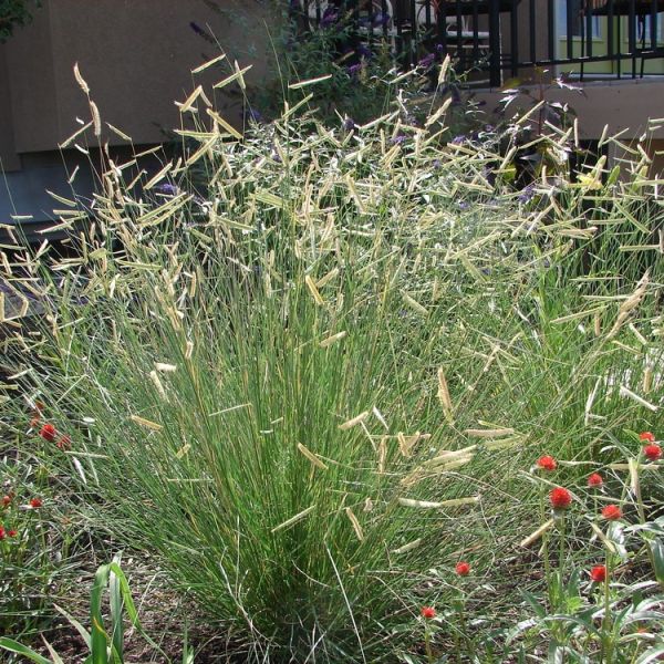Blonde Ambition Blue Grama Grass image