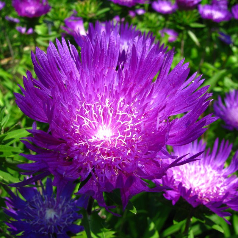 Honeysong Purple Stokes Aster image