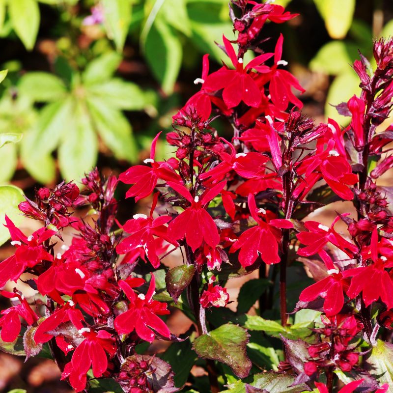 Queen Victoria Cardinal Flower Lobelia image
