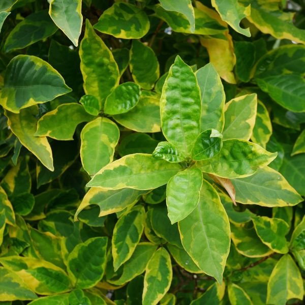 Shop Olive Martini Elaeagnus (Elaeagnus x ebbengii 'Viveleg