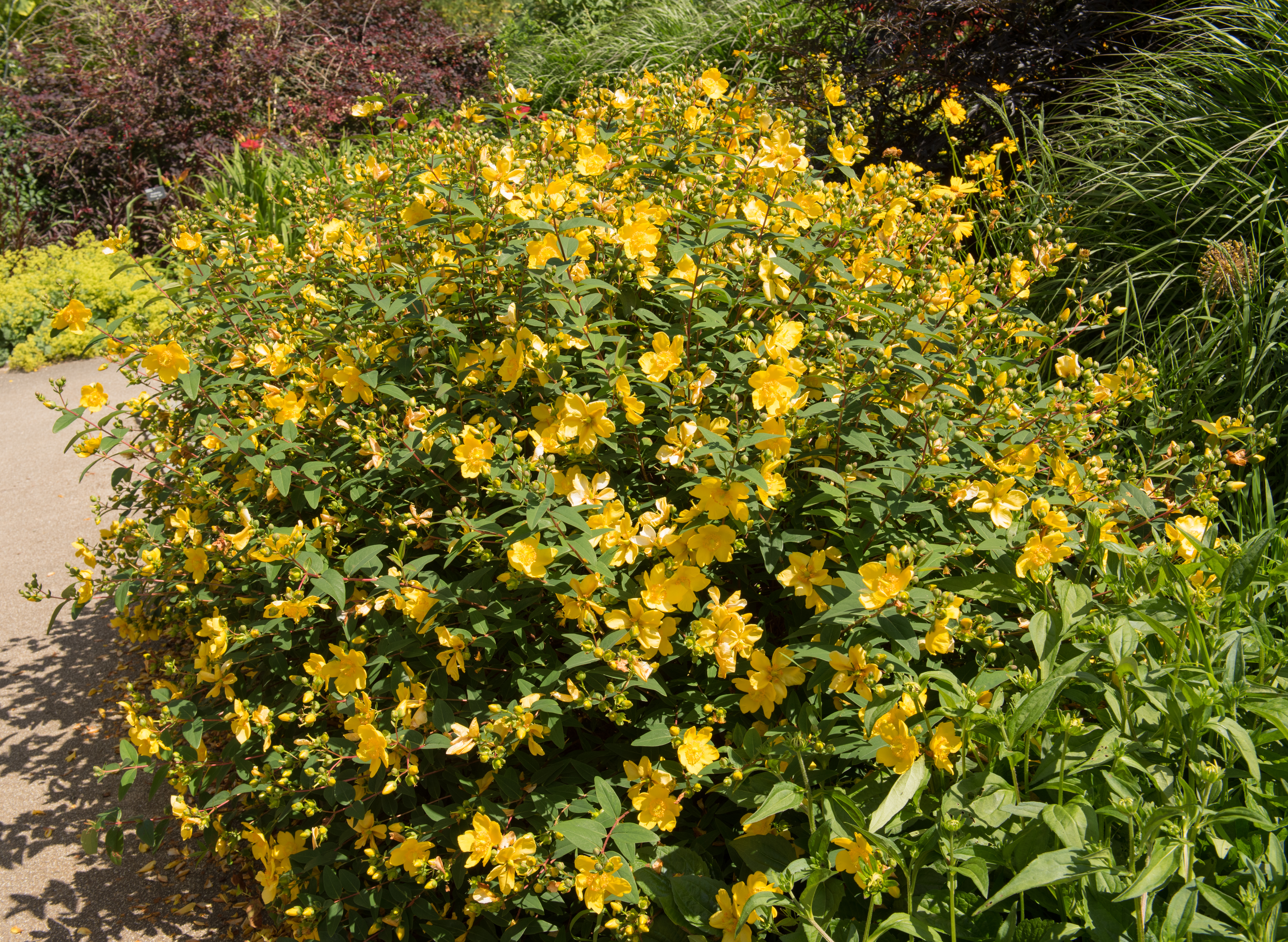Shrubby St. Johnswort image