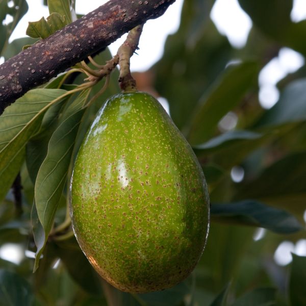 Bacon Avocado Tree image