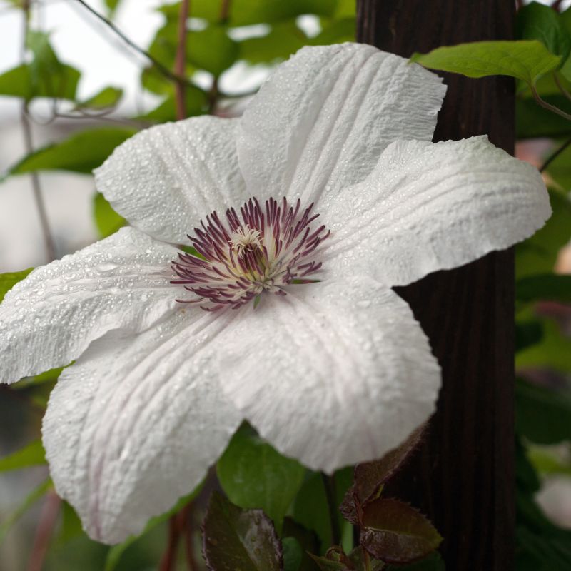 Henryi Clematis image
