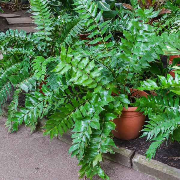 Japanese Holly Fern image