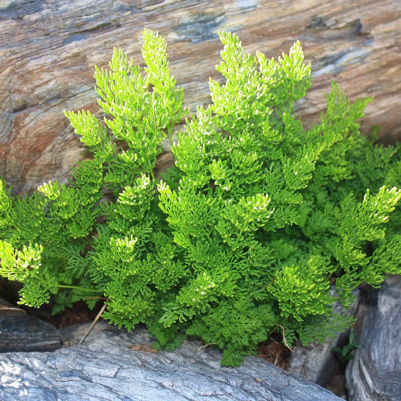 Parsley Fern image