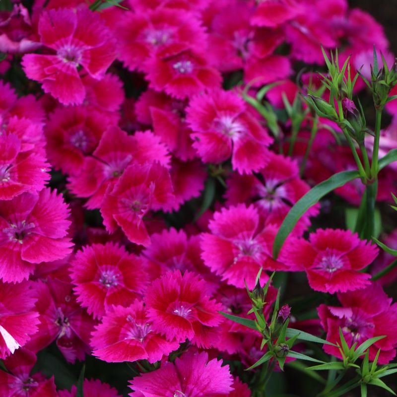 EverBloom Strawberry Tart Dianthus image