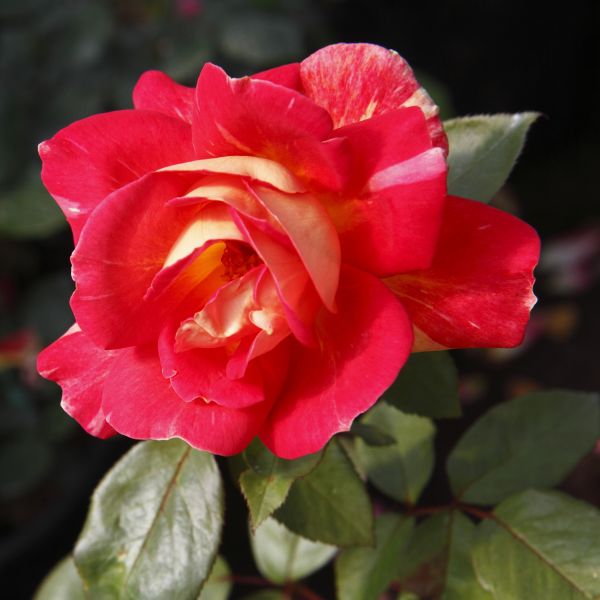Ketchup & Mustard Floribunda Rose Rosa 'WEKzazette' Vibrant Blooms
