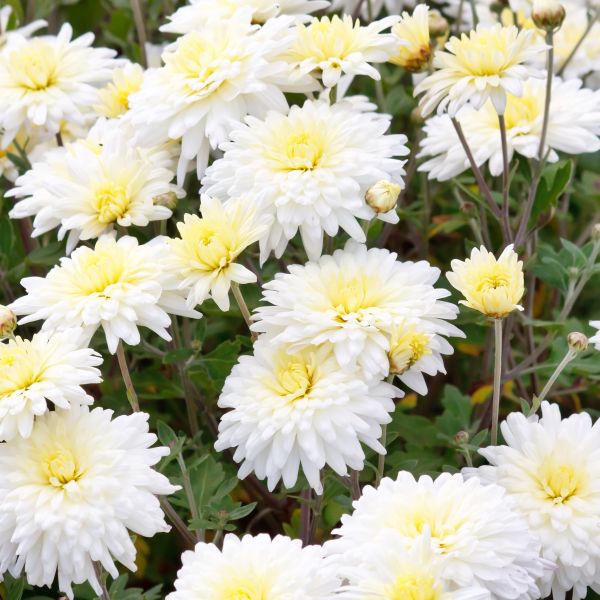 Marshmallow Shasta Daisy Leucanthemum Superbum 'Marshmallow'