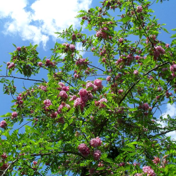 Purple Robe Locust Tree Robinia pseudoacacia 'Purple Robe'