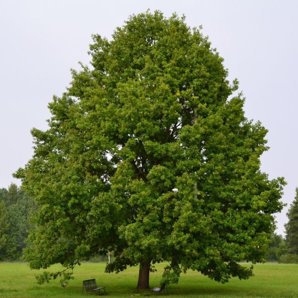American Sentry Linden (Tilia americana 'McKSentry') Strong and