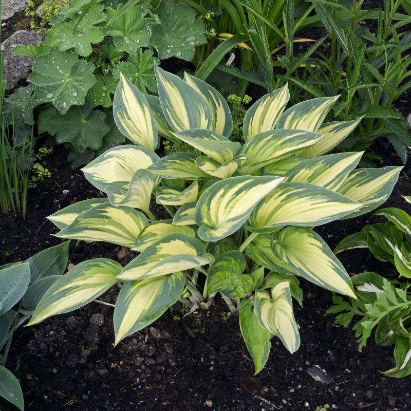 June Hosta image