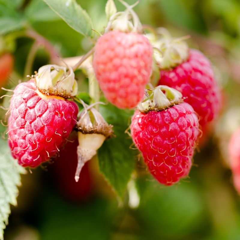 Heritage Raspberry image