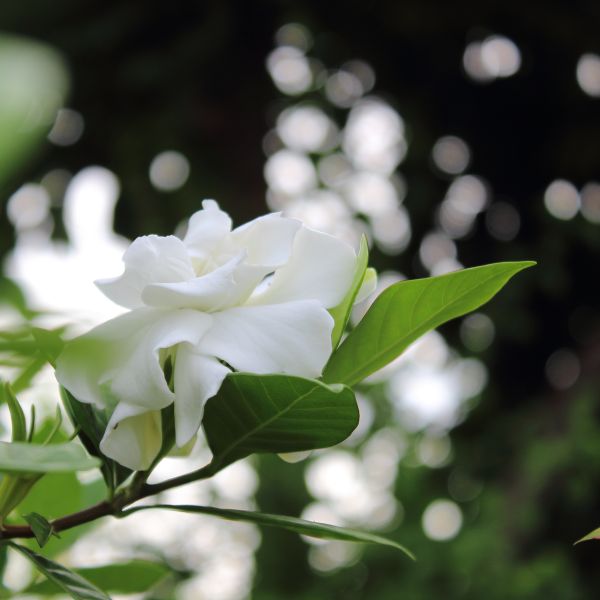 Summer Snow Gardenia image