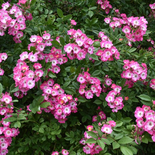 \'Meijocos\') Blooms Groundcover - Stunning Easy (Rosa Brand/Website] [Your Shop Rose Drift Beautiful Care the | Pink &