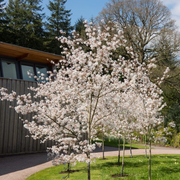 Shadblow Serviceberry image