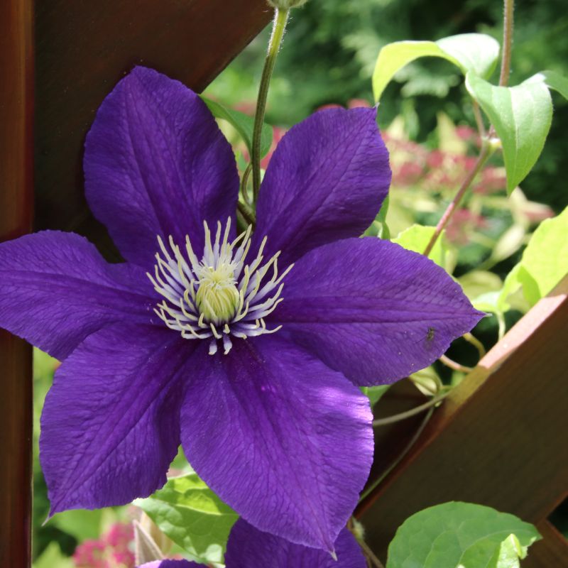 Jackmanii Clematis image