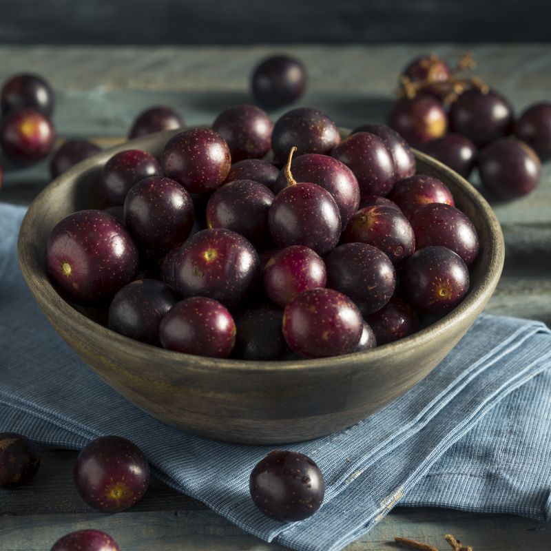 Southern Home Muscadine Grape Vine image