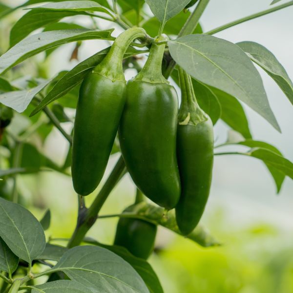 Chile Pepper Early Jalapeño image