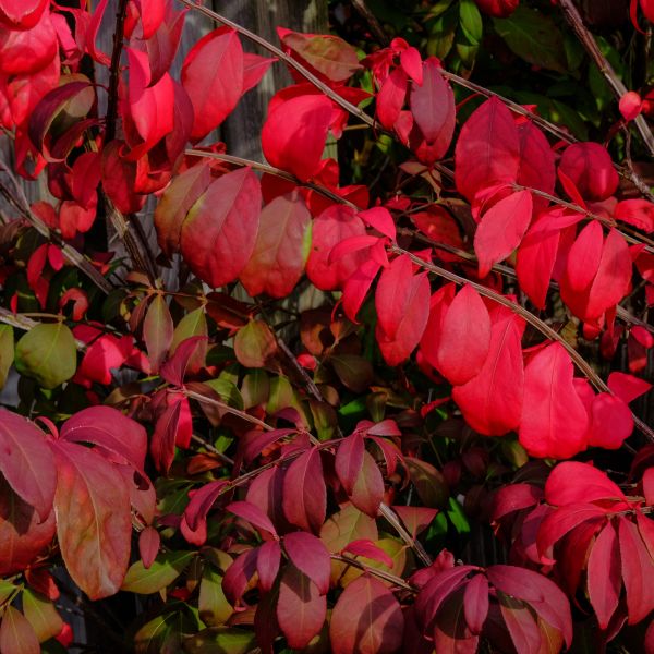 Fire Ball Burning Bush image