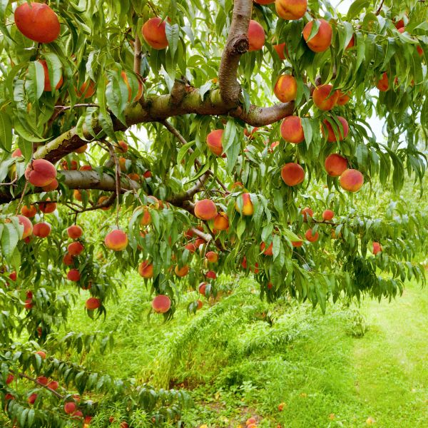 Peach tree deals