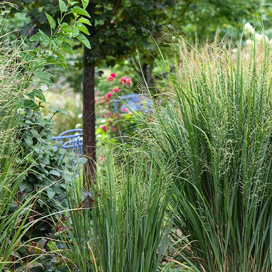 Northwind Switch Grass image