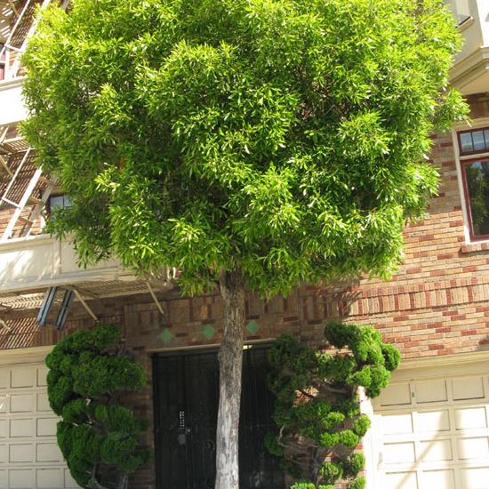 Shop the Water Gum Tree ShrubHub Nursery