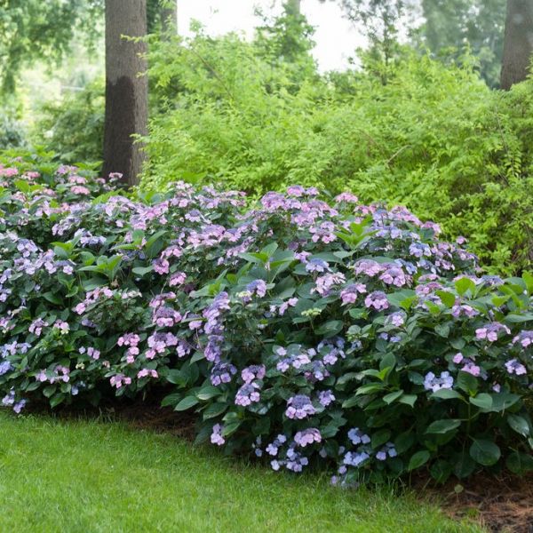 Hydrangea Tiny Tuff Stuff Mountain Hydrangea