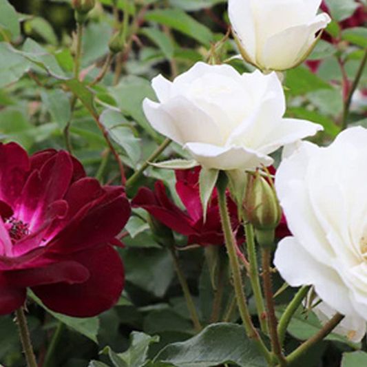 Two-fer Burgundy Iceberg & Iceberg Rose Tree image