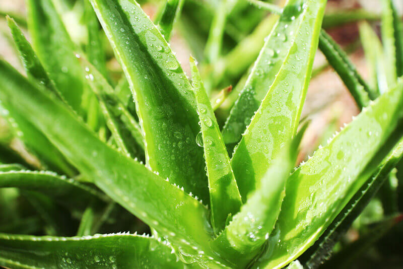 The Best Drought Tolerant Plants For A Sustainable Yard - Shrubhub