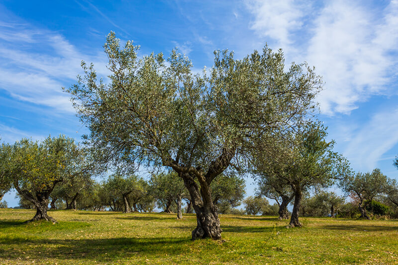 Olive Trees ()