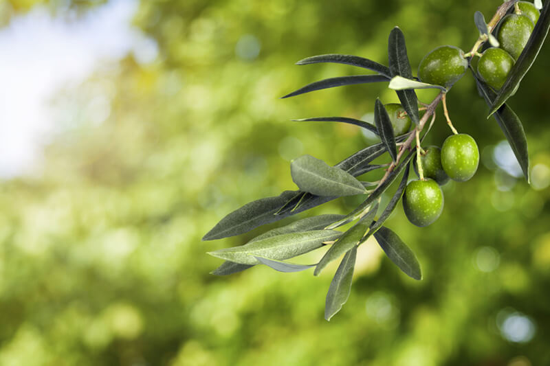 Are Olive Trees Right For Your Yard? - Shrubhub