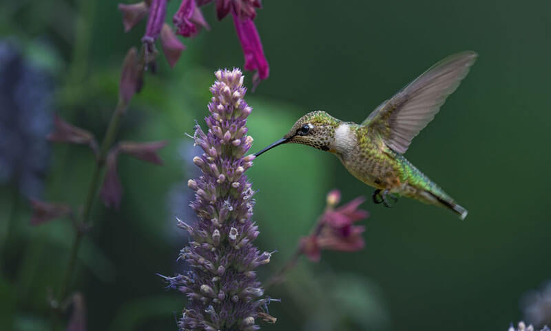 How To Design A Sustainable Garden With Local North Carolina Plants - Shrubhub